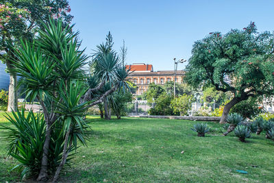 Palm trees in lawn against clear sky