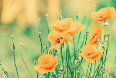 Close-up of orange flowering plants growing on field