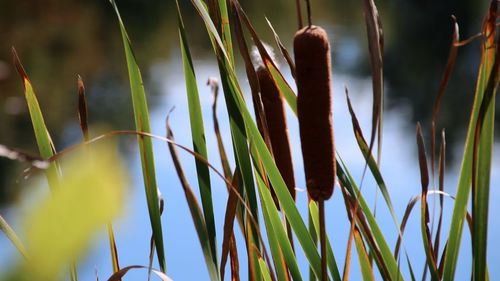 Close-up of bamboo plant