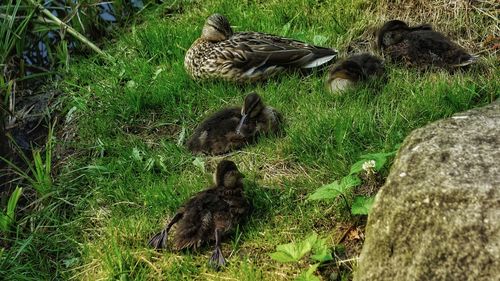 Ducks in a field