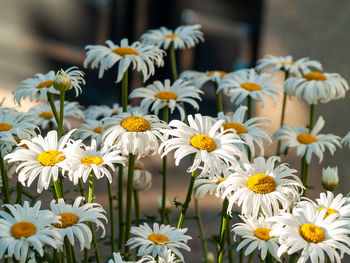 Close-up of white flowers