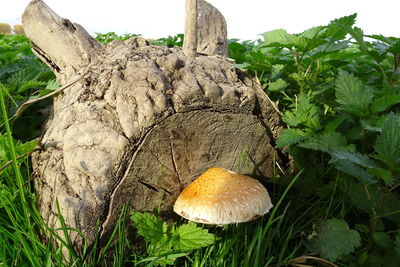 Close-up of mushrooms on tree