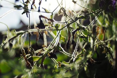 Close-up of plants against blurred background