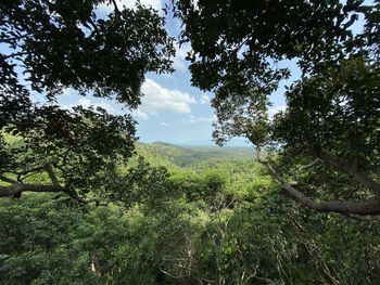 Scenic view of forest against sky