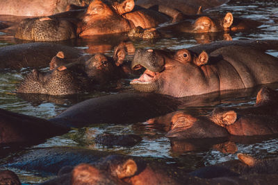 Group of hippopotamus in the water with cub