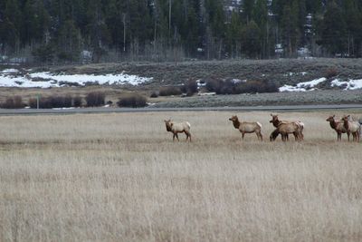 Herd of deer on grassy field during winter