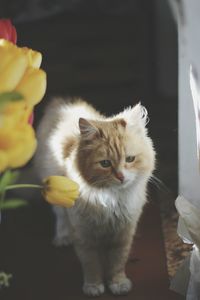 Kitten sitting on floor