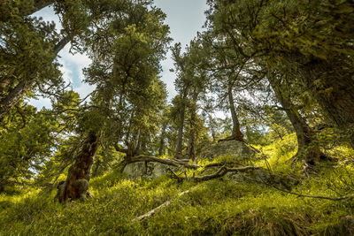 Low angle view of trees in forest