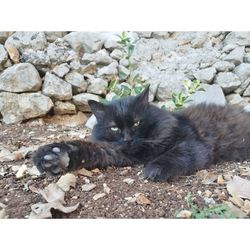High angle view of cat lying on rock