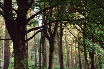 Trees in forest