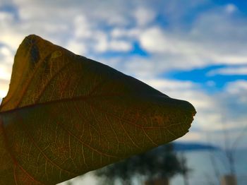 Close-up of leaf against sky