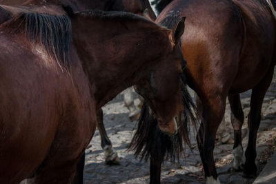 Horses in stable