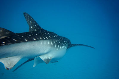 Fish swimming in sea