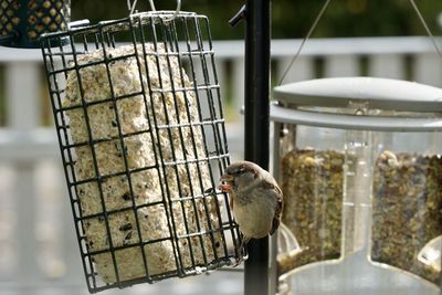 Bird perching on a feeder