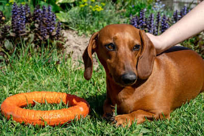 Portrait of dog on grass