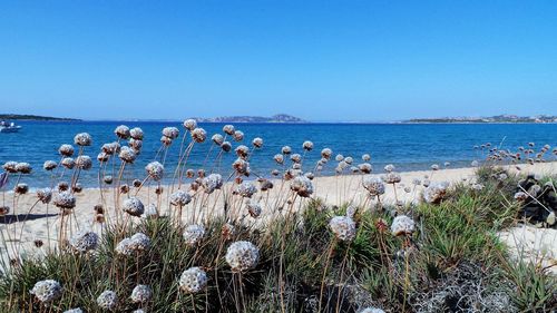 Flowers growing at beach against clear sky