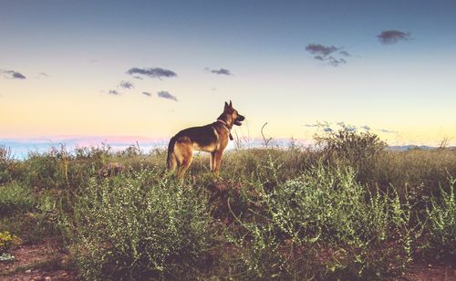 Horse on plants against sky