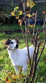 Close-up of dog on field