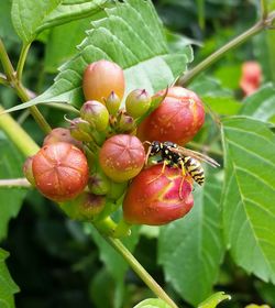 Close-up of strawberries on tree