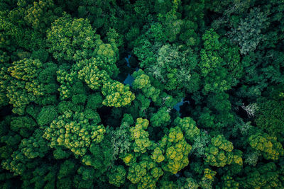 Full frame shot of fresh green plants