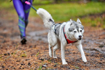 Low section of dog standing on land