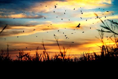 Silhouette plants on field against sky during sunset