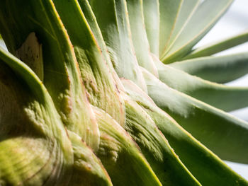 Close-up of leaves