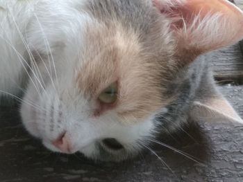 Close-up of cat relaxing on floor