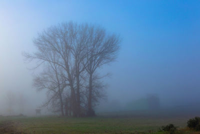 Bare trees on field against sky