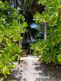 Plants and trees in park