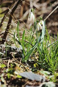 Close-up of plants