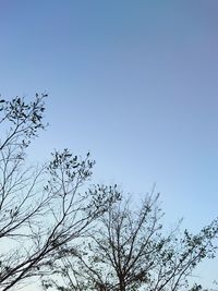 Low angle view of bare tree against clear sky