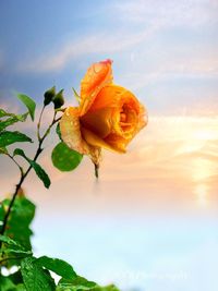 Close-up of orange flower against sky