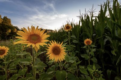 Close-up of sunflower on field against sky