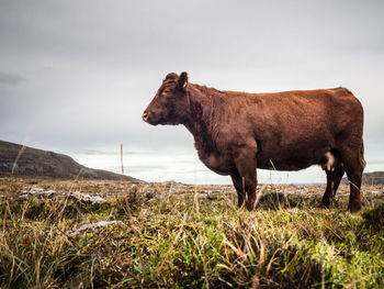 Side view of horse standing on field against sky