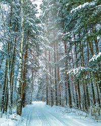 Snow covered road amidst trees in forest