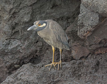 Close-up of a bird perching on rock