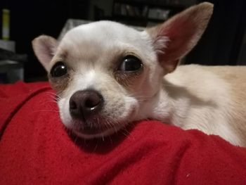 Close-up portrait of a dog