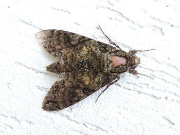 Close-up of insect on snow