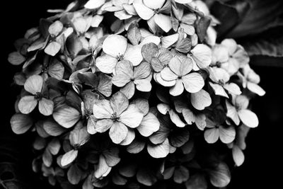 Close-up of flowers