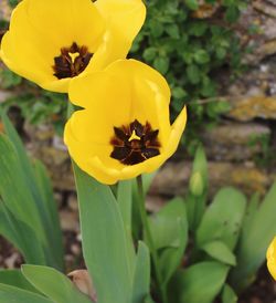 Close-up of yellow flower