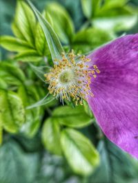 Close-up of purple flowering plant