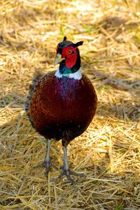 Close-up of a bird on field