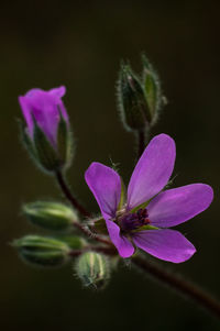 Close-up of purple flower