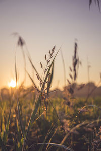 Close-up of stalks in field against sunset