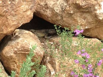 Close-up of flowers blooming on rock