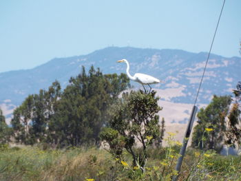 Bird perching on a mountain against sky