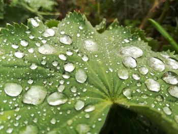 Close-up of water drops on plant leaves