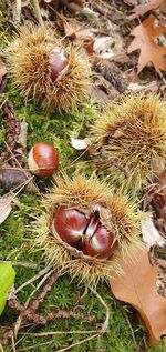 High angle view of fruits on field