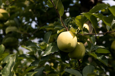 Fruit Food Food